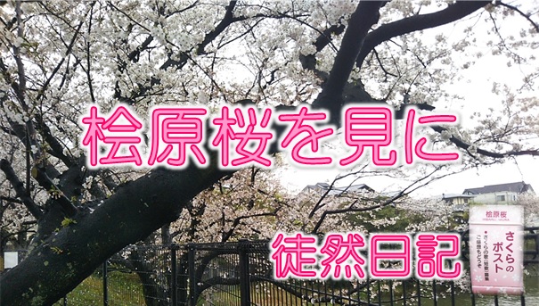 桧原桜のアイコン